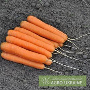 Продам фірмові якісні насіння овочів - недорого, Bejo, Vilmorin, Нікерсон, Волинська обл. Украина