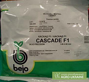 Продам фірмові якісні насіння овочів - недорого, Bejo, Vilmorin, Нікерсон, Волинська обл. Украина