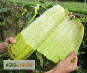 Продам насіння люцерни (рослина-мочалка), Херсонська область. Украина