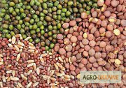Продам насіння овочевих культур, Волинська область. Украина