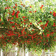 Продам насіння Томатного дерева (Цифомандра), Харківська область. Украина