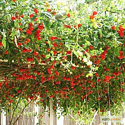Продам насіння Томатного дерева (Цифомандра), Харківська область. Украина