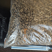 Продам насіння кормового буряка Урсус Полі, Чернігівська область. Украина
