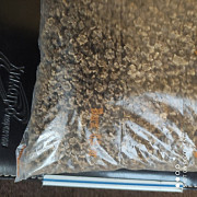 Продам насіння кормового буряка Урсус Полі, Чернігівська область. Украина