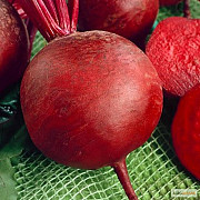 Продам насіння буряка Червоний Шар, Харківська область. Украина