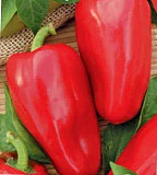 Продам Полет - перець солодкий СІМЕНА, Київська область. Україна
