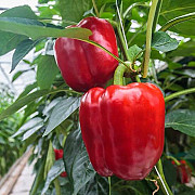 Продам насіння перцю Гранатова Турецька Долма, Харківська область. Україна