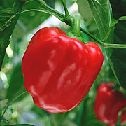 Продам насіння перцю Король Півночі, Харківська область. Україна