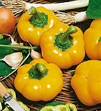 Продам насіння перцю Топбой (ротунда), Харківська область. Україна