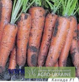 Фірмові насіння моркви Bejo, Нікерсон - Цваан, Недорого, знижка, розпродаж, Київ. Україна