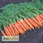 Професійні насіння моркви Vilmorin Франція, Bejo Нідерланди, Seminis, (Оптові ціни), Київ. Україна