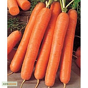 Продам насіння моркви Флакке, Харківська область. Україна