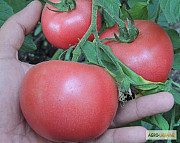 Продам насіння томата Пінк Рожевий (Euroseed Італія), Харківська область. Украина