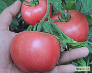 Продам насіння томата Пінк Рожевий (Euroseed Італія), Харківська область. Украина