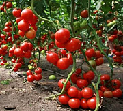 Продам насіння Томата Видимо-Невидимо, Харківська область. Украина
