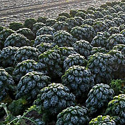 Продам насіння капусти Кейл Зимовий Бремен, Харківська область. Україна