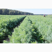 Насіння Алігатор кущовий кріп, Запорізька область. Україна