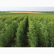 Продам насіння кропу 70 грн за кг, великі обсяги на складі, Одеська область. Україна