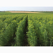 Продам насіння кропу 70 грн за кг, великі обсяги на складі, Одеська область. Україна