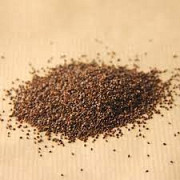 Щавель. Продам насіння щавлю, Київська область. Україна