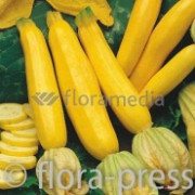 Продам насіння кабачка Аеронавт, Золотинка, Грибовський, Полтавська область. Україна