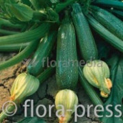 Продам насіння кабачка Аеронавт, Золотинка, Грибовський, Полтавська область. Україна