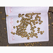 Продам кормові боби, Львівська область. Україна