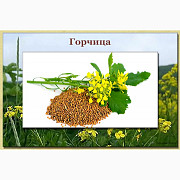 Продаю насіння гірчиці, Львівська область. Україна