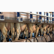 Обладнання DeLaval для молочно-товарних ферм ТОВ МОЛПАРТНЕР, Житомирська область. Україна