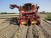MacLouis Прес-підбирач для збирання цибулі Grimme, Amac, Львівська область. Україна