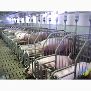 Обладнання для свинарства. Станки для опоросу, відгодівлі, індивідуального утримання свиней, Київ. Україна