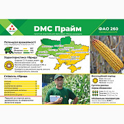 Продам насіння соняшнику та кукурудзи Прайм, Фієста, Хотин та ріпаку Шерпа, Дніпропетровська область Україна