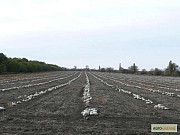 Сім'я тикви Волзька сіра (Сероволзька) Дамський ніготь (Болгарка) сільськогосподарський матеріал 1R, Украина