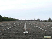 Сім'я тикви Волзька сіра (Сероволзька) Дамський ніготь (Болгарка) сільськогосподарський матеріал 1R, Украина