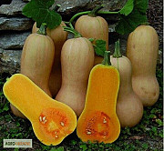 Продам насіння Тиква Арахісове масло, Харківська область. Украина