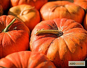 Продам насіння Тиква Мускат де Прюанс, Харківська область. Украина