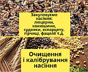 Купуємо насіння фацелії, Полтавська область. Украина