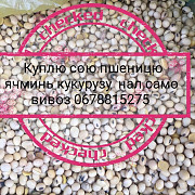 Куплю ріпак, соняшник, ячмінь, кукурудзу, Вінницька область. Украина