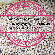 Куплю ріпак, соняшник, ячмінь, кукурудзу, Вінницька область. Украина