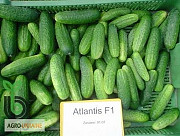 Продам насіння огірків Атлантіс, Харківська область. Україна