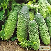 Продам насіння Огірок Дарунок Осені, Харківська область. Україна