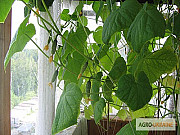 Продам насіння Огірок Кімнатний, Харківська обл. Україна
