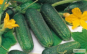 Продам насіння огірків Морінга, Харківська область. Україна