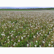 Продам насіння одуванчика (Taraxacum officinale), Полтавська область. Україна