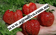 Нярсерия "Агродиво" реализует собственную продукцию более 900 сортов. Миколаїв