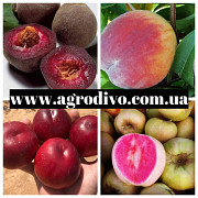 Грецкие орехи, нектарины, яблони, груши, сливы, абрикосы, вишни на Agrodivo.com.ua https://agrotorg. Полтава