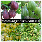 Грецкие орехи, нектарины, яблони, груши, сливы, абрикосы, вишни на Agrodivo.com.ua https://agrotorg. Полтава