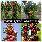 Грецкие орехи, нектарины, яблони, груши, сливы, абрикосы, вишни на Agrodivo.com.ua https://agrotorg. Полтава