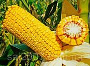 Сім'я гібриду кукурудзи Хотин ФАО 280. Київ