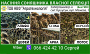 Насіння соняшнику "Логос". Запоріжжя